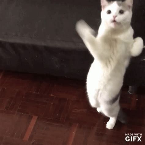 cat dancing gif|happy cat dancing meme gif.